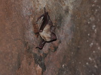 Long-winged Tomb Bat  - Thung Salaeng Luang NP