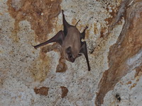 Long-winged Tomb Bat  - Thung Salaeng Luang NP