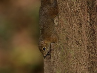 Low's Squirrel  - Thale Ban NP