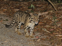 Mainland Clouded Leopard  - Kaeng Krachan NP