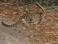 Mainland Clouded Leopard  - Kaeng Krachan NP