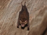 Malayan Horseshoe Bat  - Lub Lae Cave