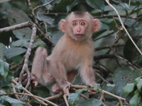Northern Pig-tailed Macaque  - Khao Yai NP