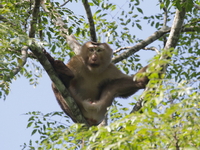 Northern Pig-tailed Macaque  - Kaeng Krachan NP