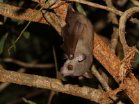 Northern Tailless Fruit Bat  - Taksin Maharat NP