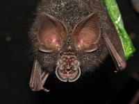 Northern Woolly Horseshoe Bat  - Kaeng Krachan NP