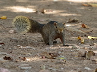 Pallas's Squirrel  - Huay Kha Kaeng WS