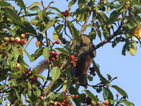 Pallas's Squirrel  - Doi Inthanon NP