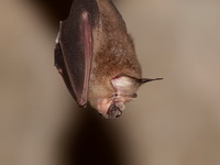 Pearson's Horseshoe Bat  - Lub Lae Cave