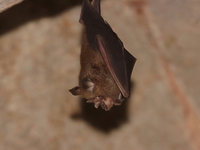 Pearson's Horseshoe Bat  - Lub Lae Cave
