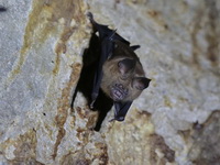 Pendlebury's Roundleaf Bat  - Than Bok Khoranee NP
