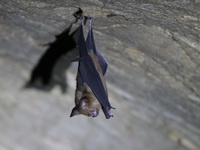 Pendlebury's Roundleaf Bat  - Than Bok Khoranee NP