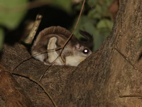 Phayre's Flying Squirrel  - Mae Wong NP