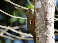 Plantain Squirrel  - Thale Ban NP