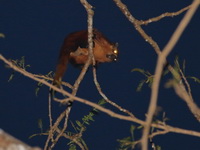 Red Giant Flying Squirrel  - Budo-Su Ngai Padi NP