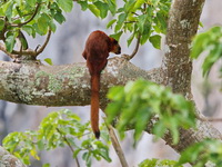 Red Giant Flying Squirrel  - Khao Sok NP