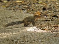 Red-Cheeked Squirrel  - Kaeng Krachan NP
