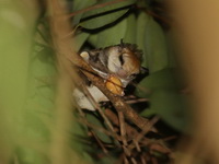 Red-cheeked Flying Squirrel  - Taksin Maharat NP