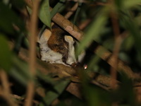 Red-cheeked Flying Squirrel  - Taksin Maharat NP