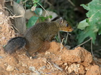 Red-cheeked Squirrel  - Kaeng Krachan NP