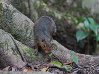 Red-cheeked Squirrel  - Phu Khieo WS