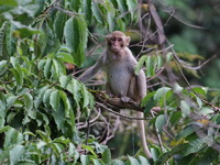 Rhesus Macaque  - Phu Thok