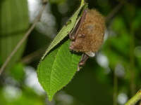 Round-eared Tube-nosed Bat  - Phuket