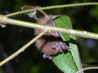 Round-eared Tube-nosed Bat  - Phuket