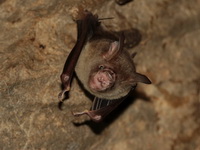 Shield-faced Roundleaf Bat - female  - Wat Tham Tapan