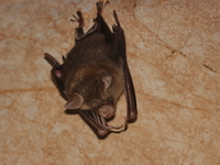 Shield-faced Roundleaf Bat - female  - Doi Phu Nang NP