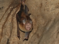 Shield-faced Roundleaf Bat - male  - Wat Tham Tapan