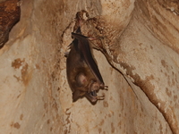 Shield-faced Roundleaf Bat - male  - Doi Phu Nang NP