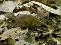 Shrew-faced Ground Squirrel  - Khao Pra Bang Khram WS