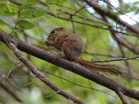 Slender Squirrel  - Khao Luang Krung Ching NP