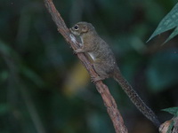 Slender Squirrel  - Phattalung