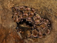Small-toothed Myotis  - Tham Chom Phon