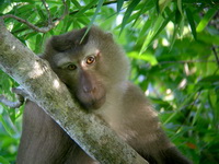 Southern Pig-tailed Macaque  - Phuket