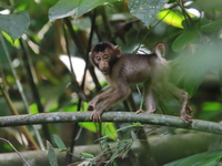 Southern Pig-tailed Macaque  - Bang Lang NP