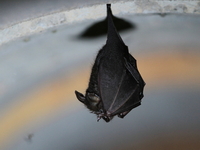 Southern Woolly Horseshoe Bat  - Bala