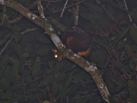 Spotted Giant Flying Squirrel  - Bang Lang NP