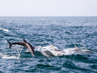 Striped Dolphin  - Phuket