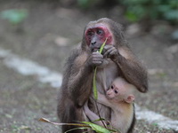 Stump-tailed Macaque  - Kaeng Krachan NP