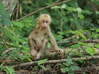 Stump-tailed Macaque  - Kaeng Krachan NP