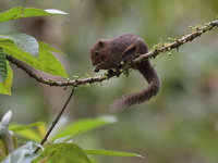 Sunda Black-banded Squirrel  - Bala