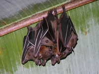 Sunda Short-nosed Fruit Bat  - Sri Phang Nga NP