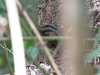 Three-striped Ground Squirrel  - Betong