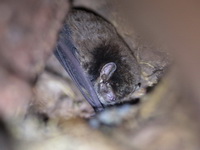 Unidentified Bent-winged Bat sp  - Phu Suan Sai NP