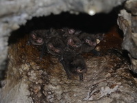Unidentified Bent-winged Bat sp  - Chaloem Rattanakasin NP