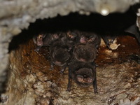 Unidentified Bent-winged Bat sp  - Chaloem Rattanakasin NP
