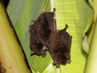 Unidentified Myotis Bat sp  - Sri Phang Nga NP
